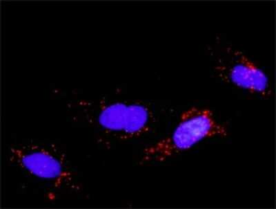 Proximity Ligation Assay: FGF-5 Antibody (1B4) [H00002250-M01]