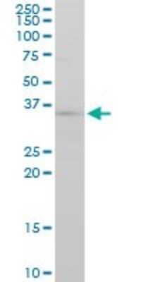 Western Blot: FGF-8 Antibody (2A10) [H00002253-M01]