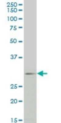 Western Blot: FGF-8 Antibody (2A10) [H00002253-M01]