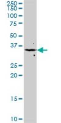 Western Blot: FGF-8 Antibody (2A10) [H00002253-M01]