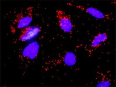 Proximity Ligation Assay: FGF-8 Antibody (2A11) [H00002253-M05]