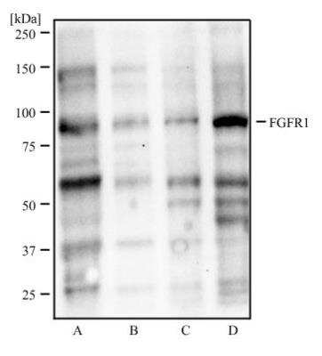 Western Blot: FGFR1 Antibody (M19B2)BSA Free [NB600-1287]
