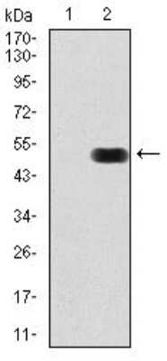 Western Blot: FGFR3 Antibody (1E3F9)BSA Free [NBP2-52469]