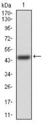 Western Blot: FGFR3 Antibody (2H10B4)BSA Free [NBP2-52468]