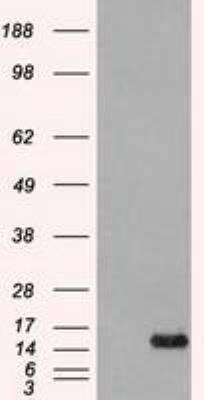 Western Blot: FGF acidic/FGF1 Antibody (OTI4D2) [NBP1-47748]