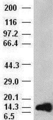 Western Blot: FGF acidic/FGF1 Antibody (OTI4D2) [NBP1-47748]