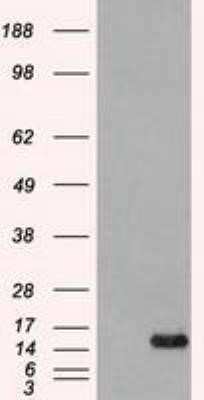 Western Blot: FGF acidic/FGF1 Antibody (OTI4D2)Azide and BSA Free [NBP2-70717]