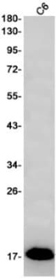 Western Blot: FGF acidic/FGF1 Antibody (S05-6A4) [NBP3-19634]