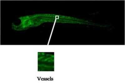 Immunohistochemistry: FGF acidic/FGF1 Antibody (V8P1G5*F2) - BSA Free [NBP2-50406]