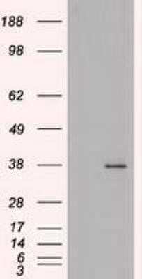 Western Blot: FGF basic/FGF2/bFGF Antibody (OTI3D9)Azide and BSA Free [NBP2-70718]