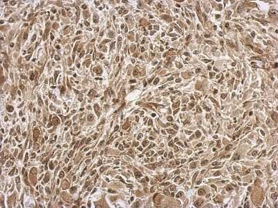 Immunohistochemistry-Paraffin: FGF-13 Antibody [NBP2-16471]
