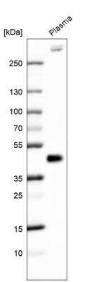 Western Blot: FGF18 Antibody (CL7628) [NBP2-88869]