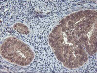 Immunohistochemistry-Paraffin: FGF-21 Antibody (OTI2F10) [NBP2-00645]