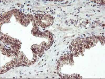Immunohistochemistry-Paraffin: FGF-21 Antibody (OTI2F10) [NBP2-00645]