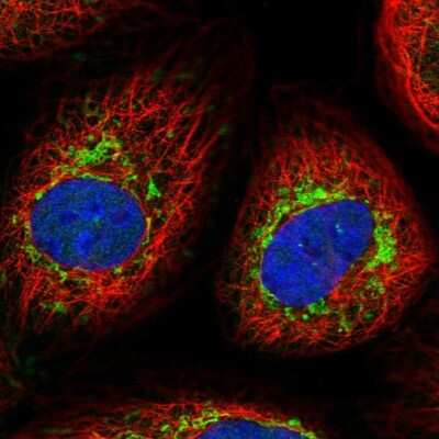 Immunocytochemistry/ Immunofluorescence: FGFR1OP2 Antibody [NBP1-84148]