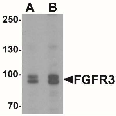 Western Blot: FGFR3 AntibodyBSA Free [NBP2-41227]