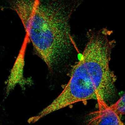 Immunocytochemistry/ Immunofluorescence: FHL1 Antibody [NBP1-88745]