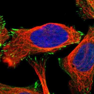 Immunocytochemistry/ Immunofluorescence: FHL2 Antibody [NBP1-84979]