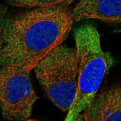 Immunocytochemistry/ Immunofluorescence: FHOD1 Antibody [NBP1-83900]