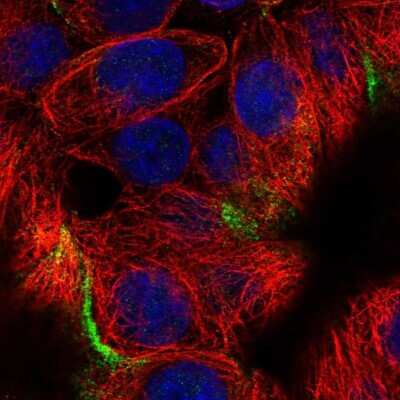 Immunocytochemistry/ Immunofluorescence: FIBCD1 Antibody [NBP2-31601]
