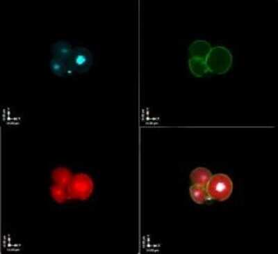 Immunocytochemistry/ Immunofluorescence: FIGLA Antibody [NBP2-66846]