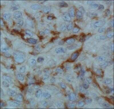 Immunohistochemistry: FIH-1/HIF-1AN Antibody (162c) - Azide and BSA Free [NBP2-80738]