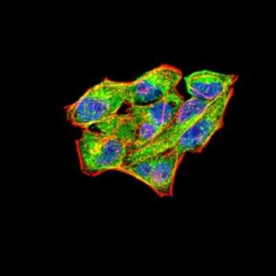Immunocytochemistry/ Immunofluorescence: FIP1/RCP Antibody (1A12B9D8) - BSA Free [NBP2-52546]