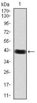 Western Blot: FIP1/RCP Antibody (1A12B9D8)BSA Free [NBP2-52546]