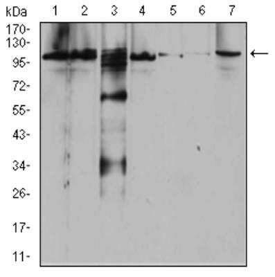 Western Blot: FIP1/RCP Antibody (1A12B9D8)BSA Free [NBP2-52546]