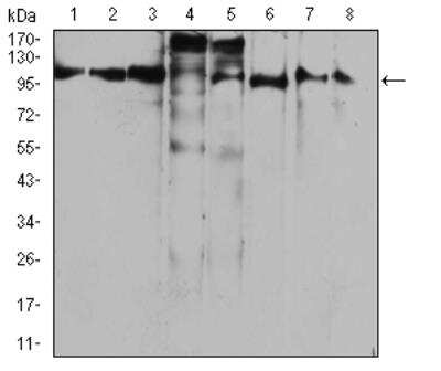 Western Blot: FIP1/RCP Antibody (3A12H9D2)BSA Free [NBP2-52547]