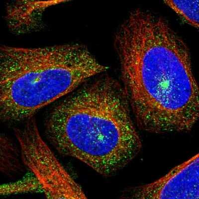 Immunocytochemistry/ Immunofluorescence: FIP1/RCP Antibody [NBP1-83598]