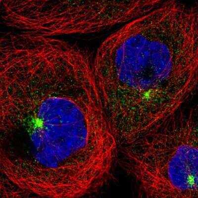 Immunocytochemistry/ Immunofluorescence: FIP1/RCP Antibody [NBP1-83599]