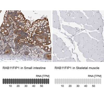Immunohistochemistry-Paraffin: FIP1/RCP Antibody [NBP1-83600]