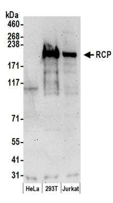 Western Blot: FIP1/RCP Antibody [NBP2-37698]
