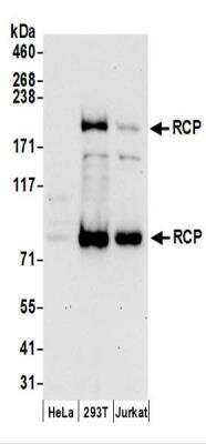 Western Blot: FIP1/RCP Antibody [NBP2-37699]