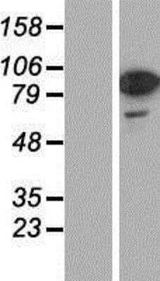 Western Blot: FIP1/RCP Overexpression Lysate [NBP2-06236]