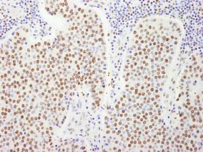 Immunohistochemistry: FIP1L1 Antibody [NB100-74588]