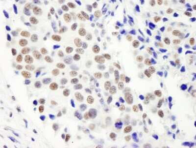 Immunohistochemistry: FIP1L1 Antibody [NB100-74589]