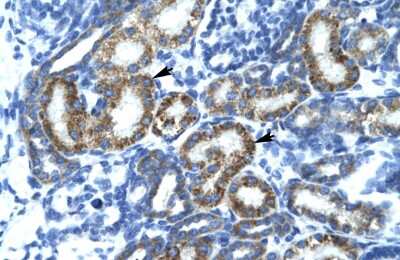 Immunohistochemistry-Paraffin: FIZ1 Antibody [NBP2-82793]