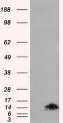 Western Blot: FKBP12 Antibody (OTI3B3) [NBP2-02093]