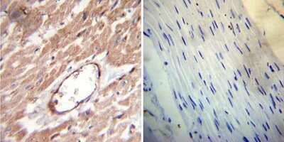 Immunohistochemistry-Paraffin: FKBP12 Antibody [NB300-508]