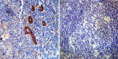 Immunohistochemistry-Paraffin: FKBP12 Antibody [NB300-508]