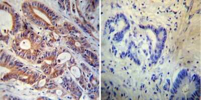 Immunohistochemistry-Paraffin: FKBP12 Antibody [NB300-508]