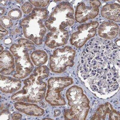 Immunohistochemistry-Paraffin: FKBP12 Antibody [NBP2-14017]