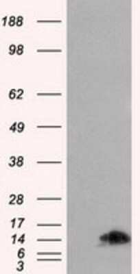 Western Blot: FKBP12 Antibody (OTI3B3)Azide and BSA Free [NBP2-70741]