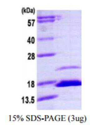 SDS-PAGE: Recombinant Human FKBP12.6 His Protein [NBP1-72505]