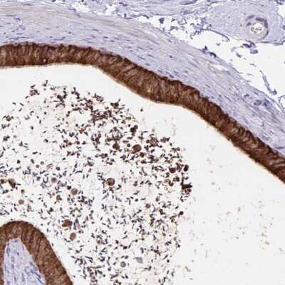 Immunohistochemistry-Paraffin: FKBP13/FKBP2 Antibody [NBP2-38604]