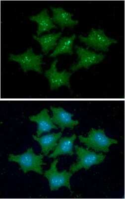 Immunocytochemistry/ Immunofluorescence: FKBP14 Antibody (18E2) - BSA Free [NBP2-59474]