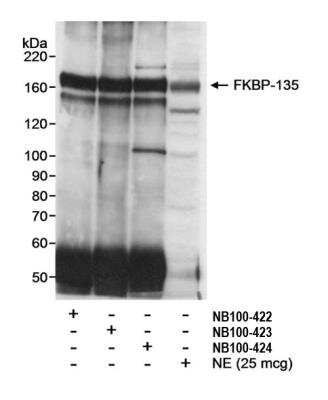 Immunoprecipitation: FKBP15 Antibody [NB100-424]