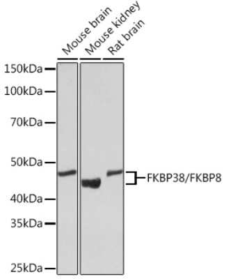 Western Blot: FKBP38 Antibody (2J7P6) [NBP3-16684]